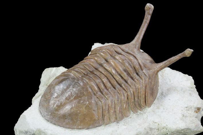 Large, Stalk-Eyed Asaphus Kowalewskii Trilobite - Russia #99204